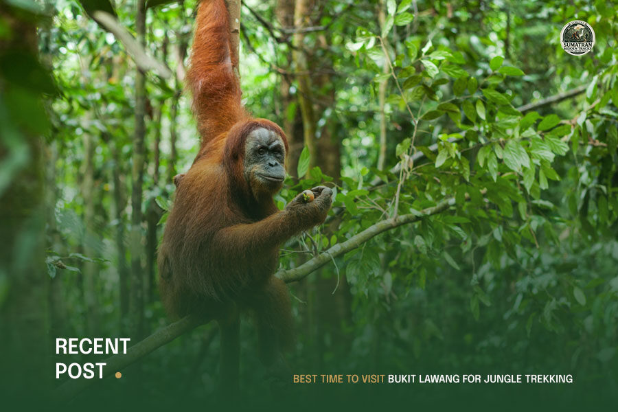 Best-Time-to-Visit-Bukit-Lawang-for-Jungle-Trekking