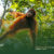Orangutan-Trekking-in-Bukit-Lawang-Complete-Guide