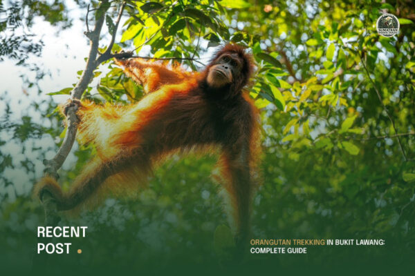 Orangutan-Trekking-in-Bukit-Lawang-Complete-Guide