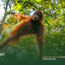 Orangutan-Trekking-in-Bukit-Lawang-Complete-Guide