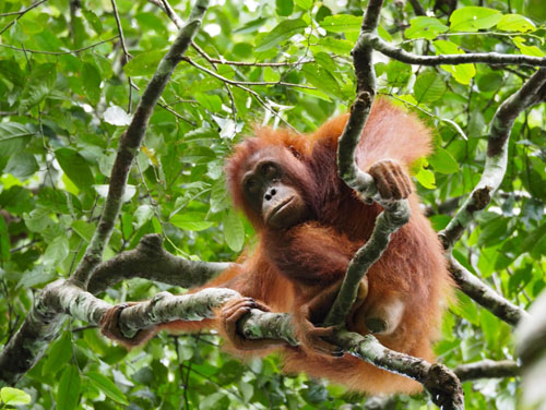 Sumatran Hidden Track (1) Sumatran Hidden Track (1)