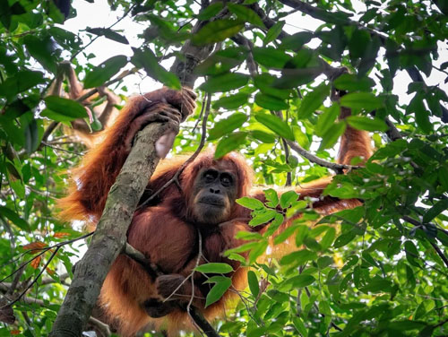 Sumatran Hidden Track (7) Sumatran Hidden Track (7)