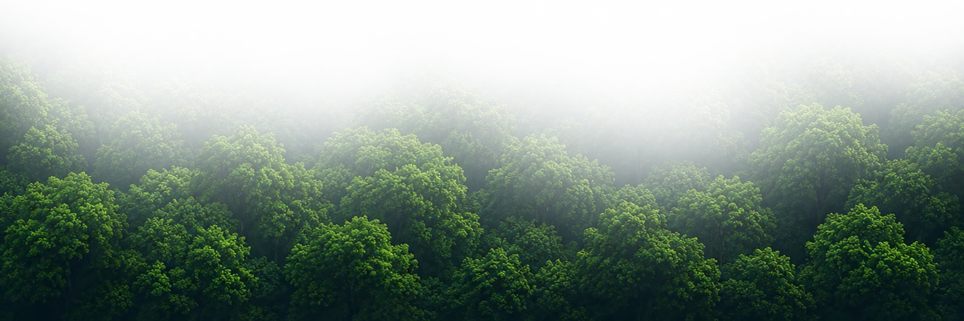 Sumatran Hidden Track FOOTER