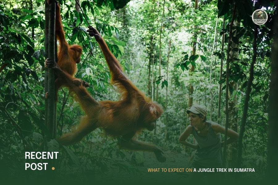 What-to-Expect-on-a-Jungle-Trek-in-Sumatra