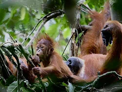 Moments from the Sumatran Jungle (2) Moments from the Sumatran Jungle (2)
